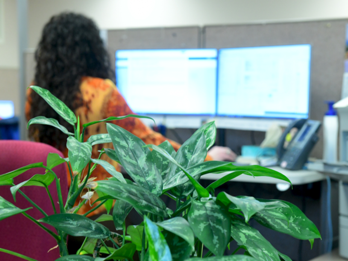 Indoor plant with a women working on a computer in the background